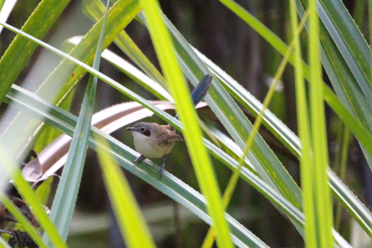 Purple-crowned Fairywren - ML637247492