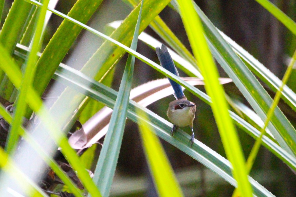 Purple-crowned Fairywren - ML637247494