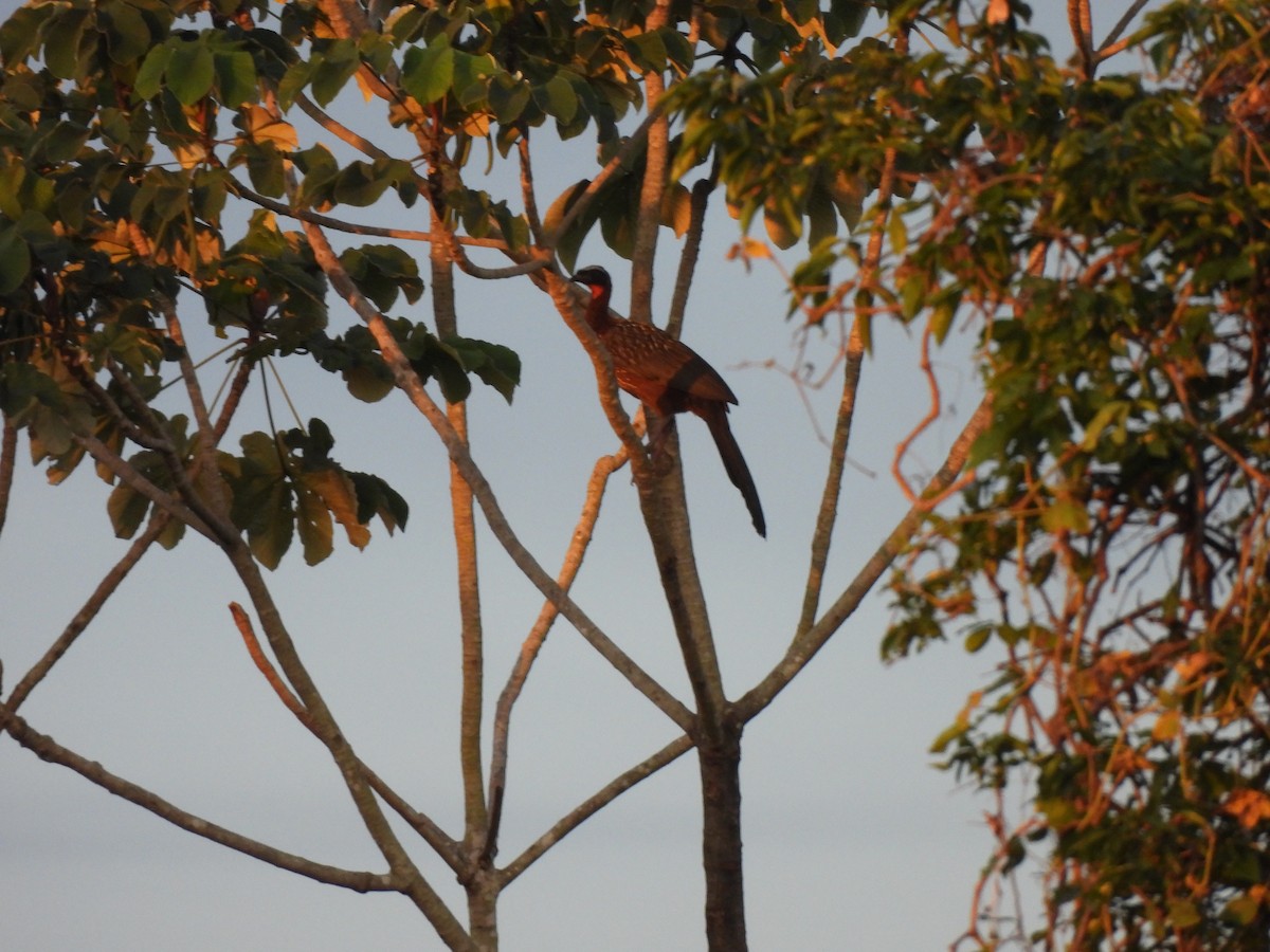 Chestnut-bellied Guan - ML637247548