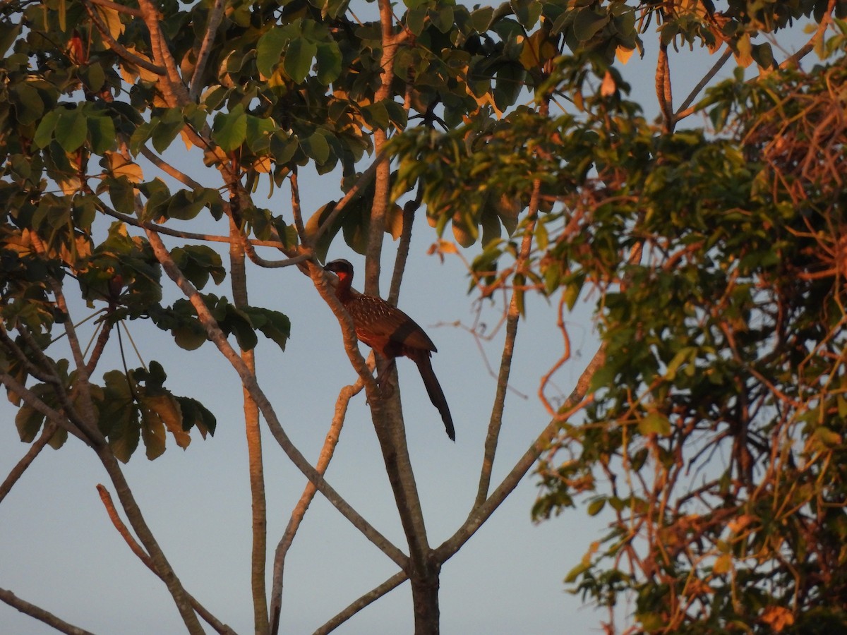 Chestnut-bellied Guan - ML637247549