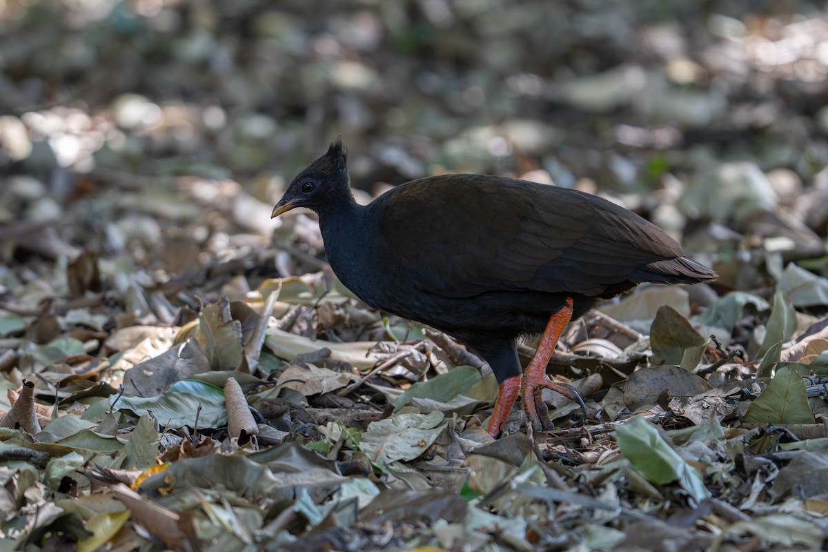 Orange-footed Megapode - ML637247583