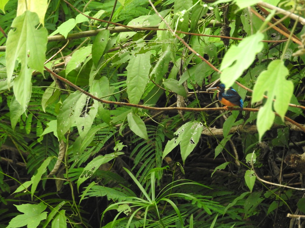 Indigo-banded Kingfisher (Northern) - ML637247603