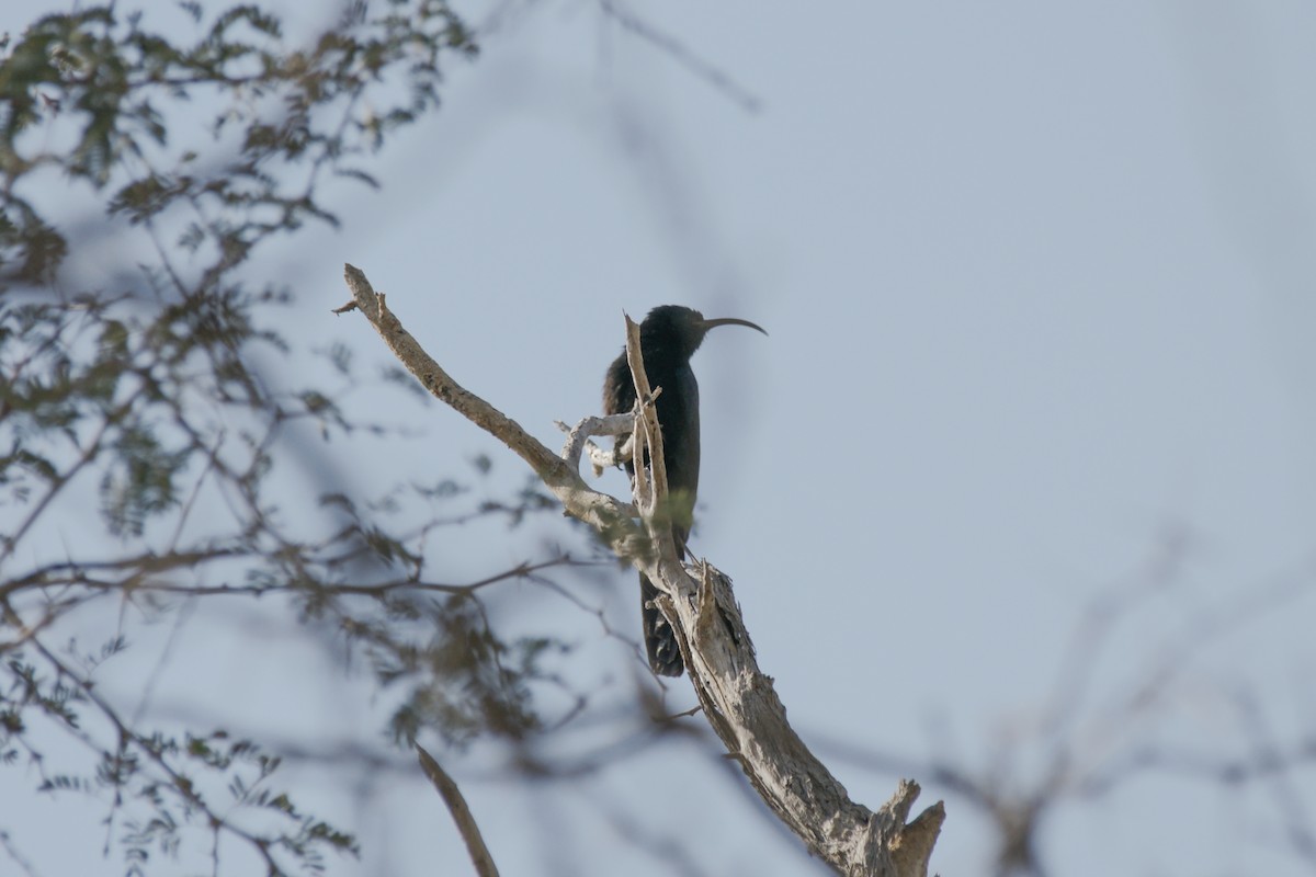 Common Scimitarbill - ML637247730