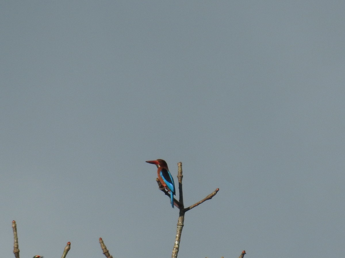 Brown-breasted Kingfisher - ML637247774