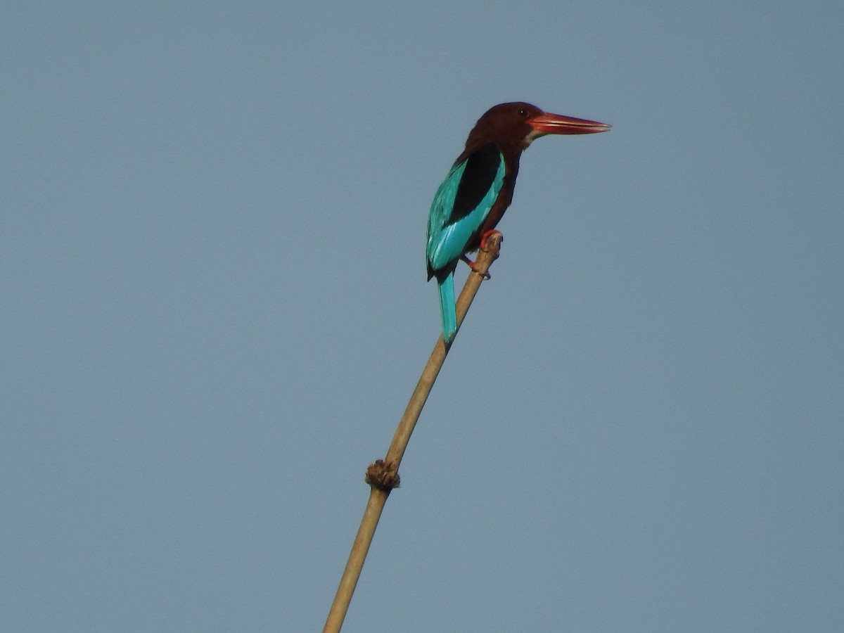 Brown-breasted Kingfisher - ML637247782
