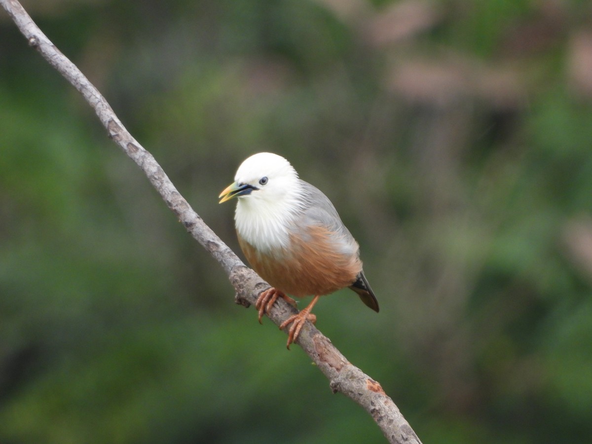Malabar Starling - ML637247797