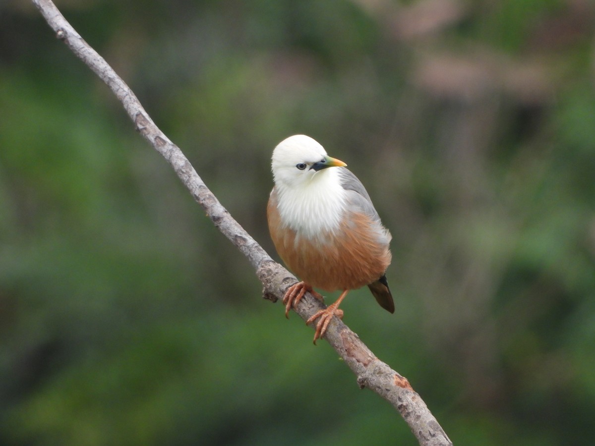 Malabar Starling - ML637247798