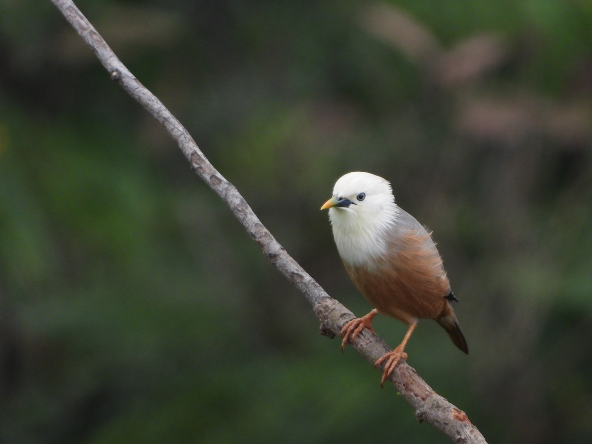 Malabar Starling - ML637247804