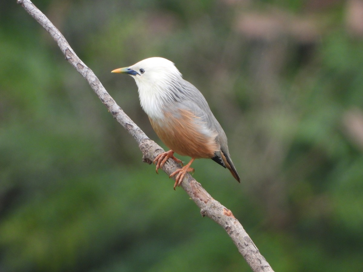 Malabar Starling - ML637247805