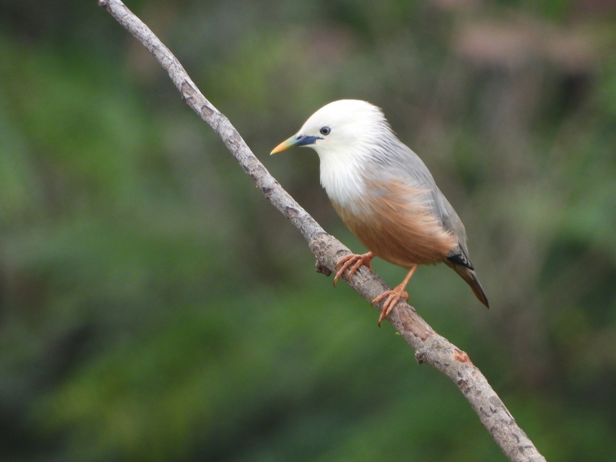 Malabar Starling - ML637247808
