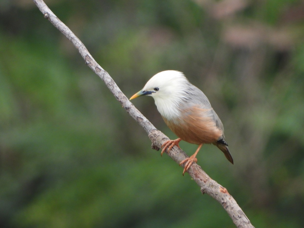 Malabar Starling - ML637247809