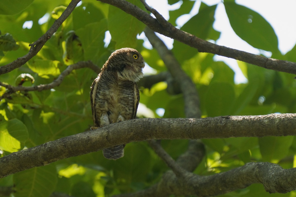 Chevêchette de jungle - ML637247851