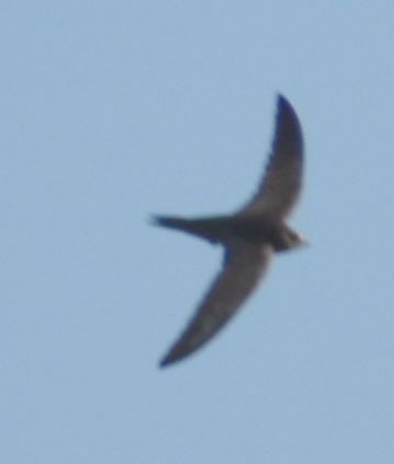 Pallid Swift - ML637247857