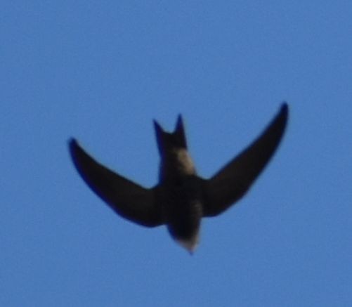 Pallid Swift - ML637247869