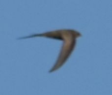 Pallid Swift - ML637247874