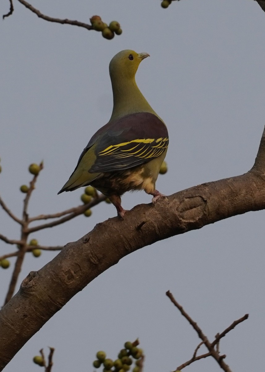 Gray-fronted Green-Pigeon - ML637247881
