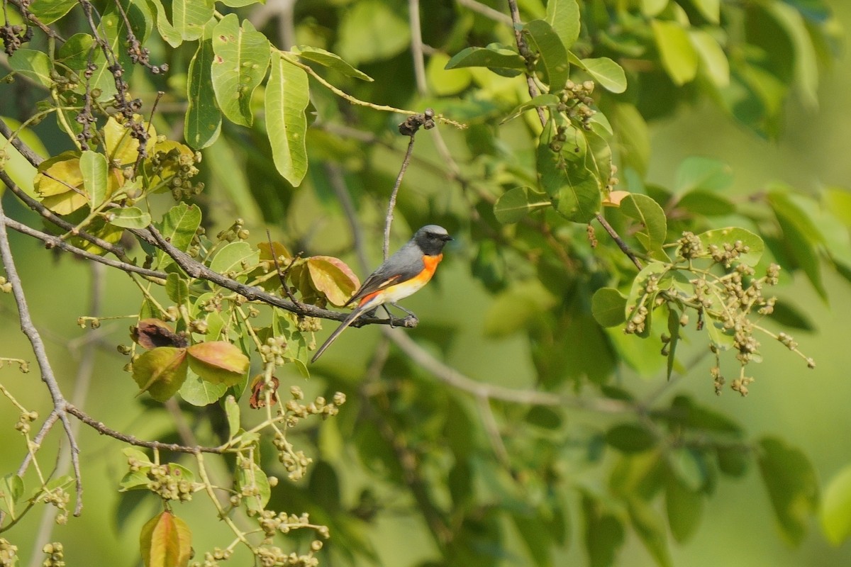 Minivet oranor - ML637247901