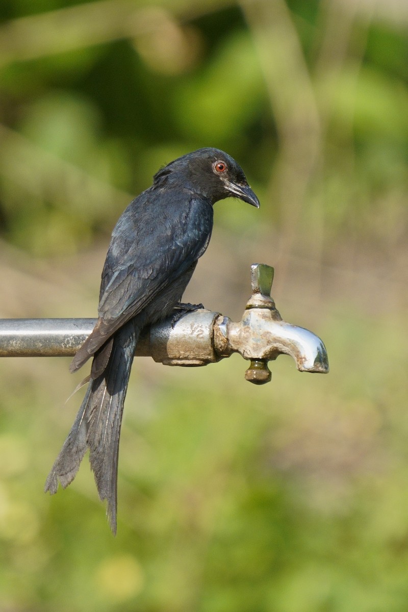 Drongo cendré - ML637247920