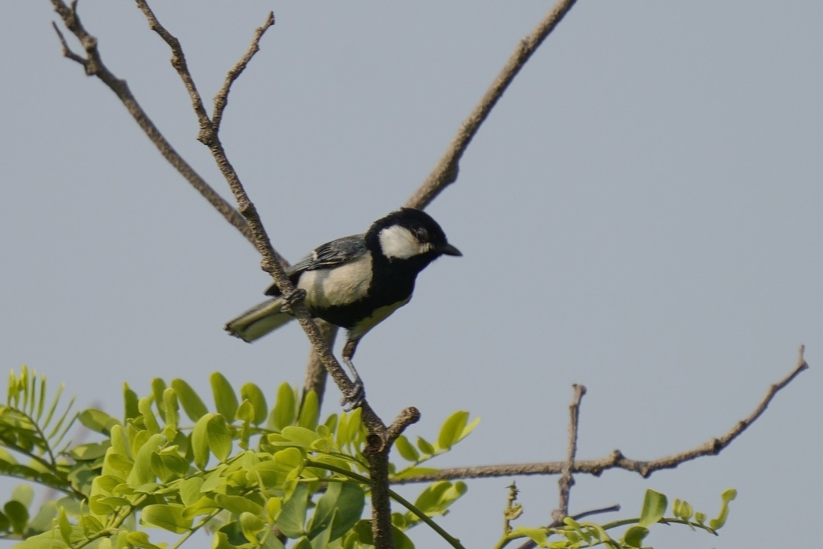 Mésange d'Asie - ML637247924