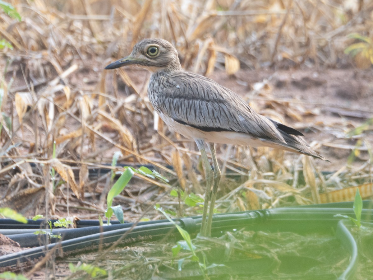 Senegal Thick-knee - ML637247996