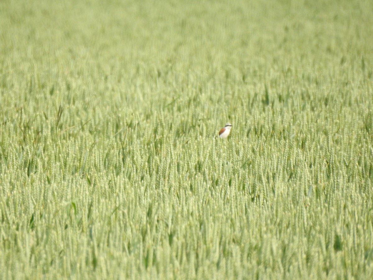 Red-backed Shrike - ML637248000