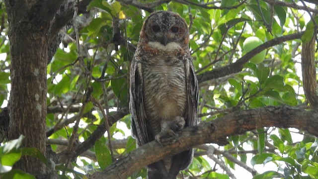 Mottled Wood-Owl - ML637248006