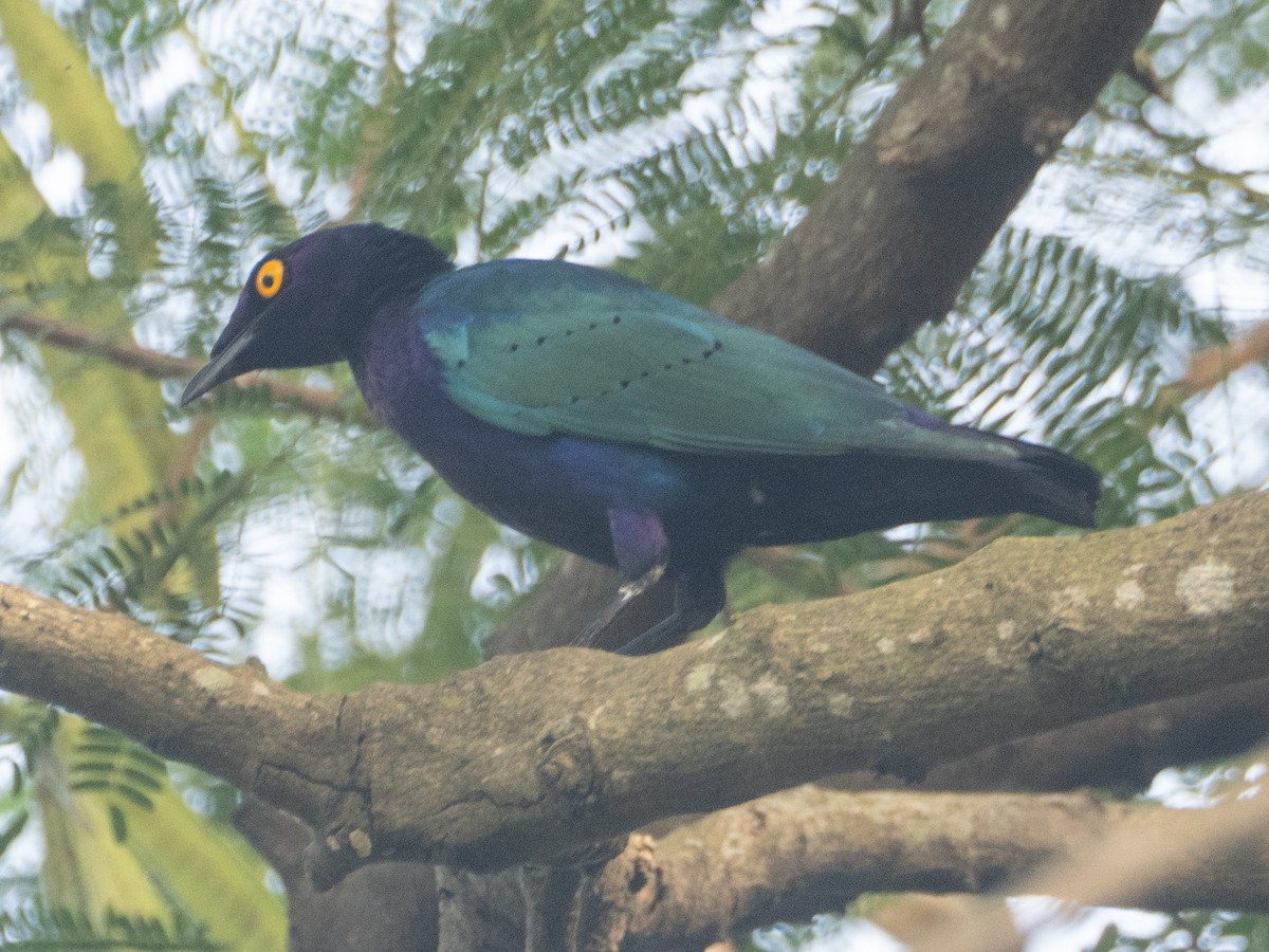 Purple Starling - ML637248008