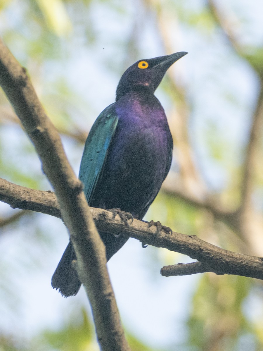 Purple Starling - ML637248009