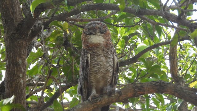 Mottled Wood-Owl - ML637248116