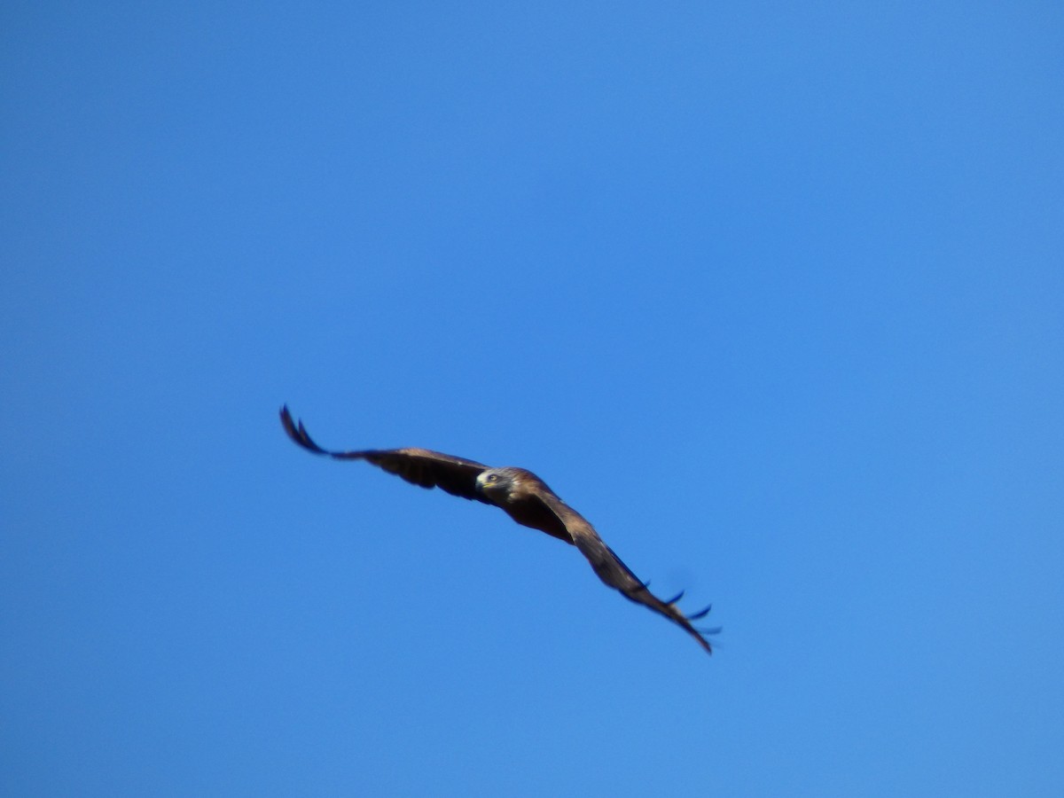 Black Kite (Black) - ML637248190