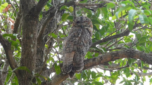 Mottled Wood-Owl - ML637248199