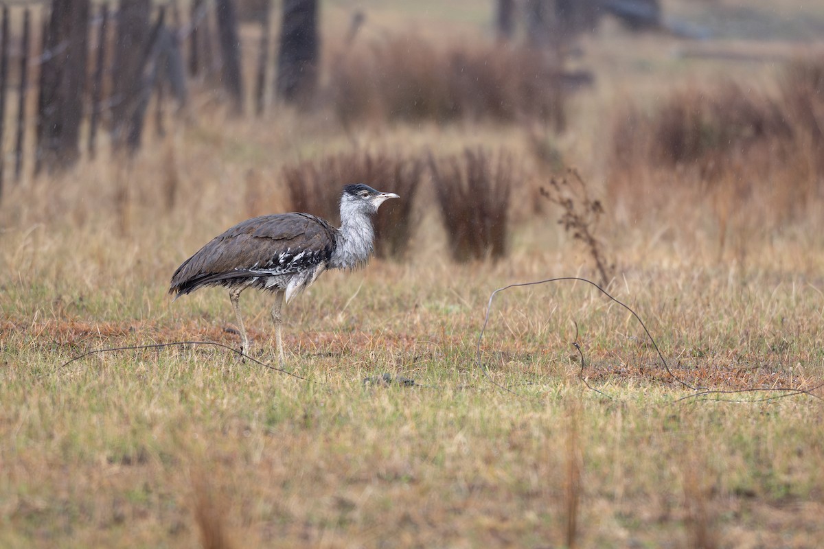 Australian Bustard - ML637248236