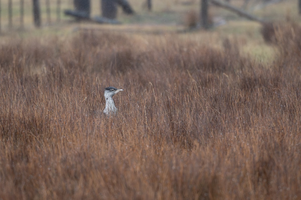Australian Bustard - ML637248237