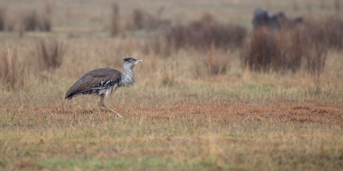 Australian Bustard - ML637248238