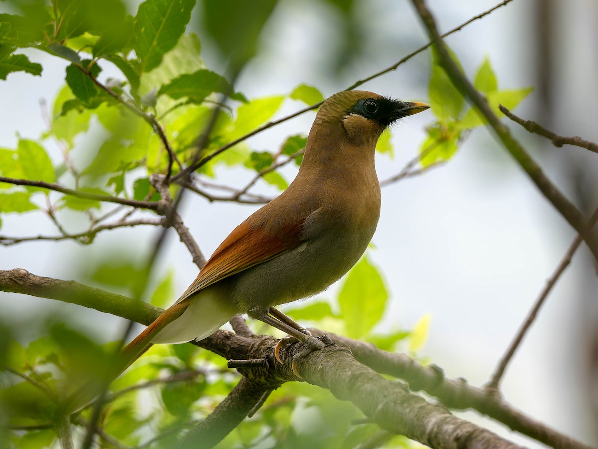 Buffy Laughingthrush - ML637248245