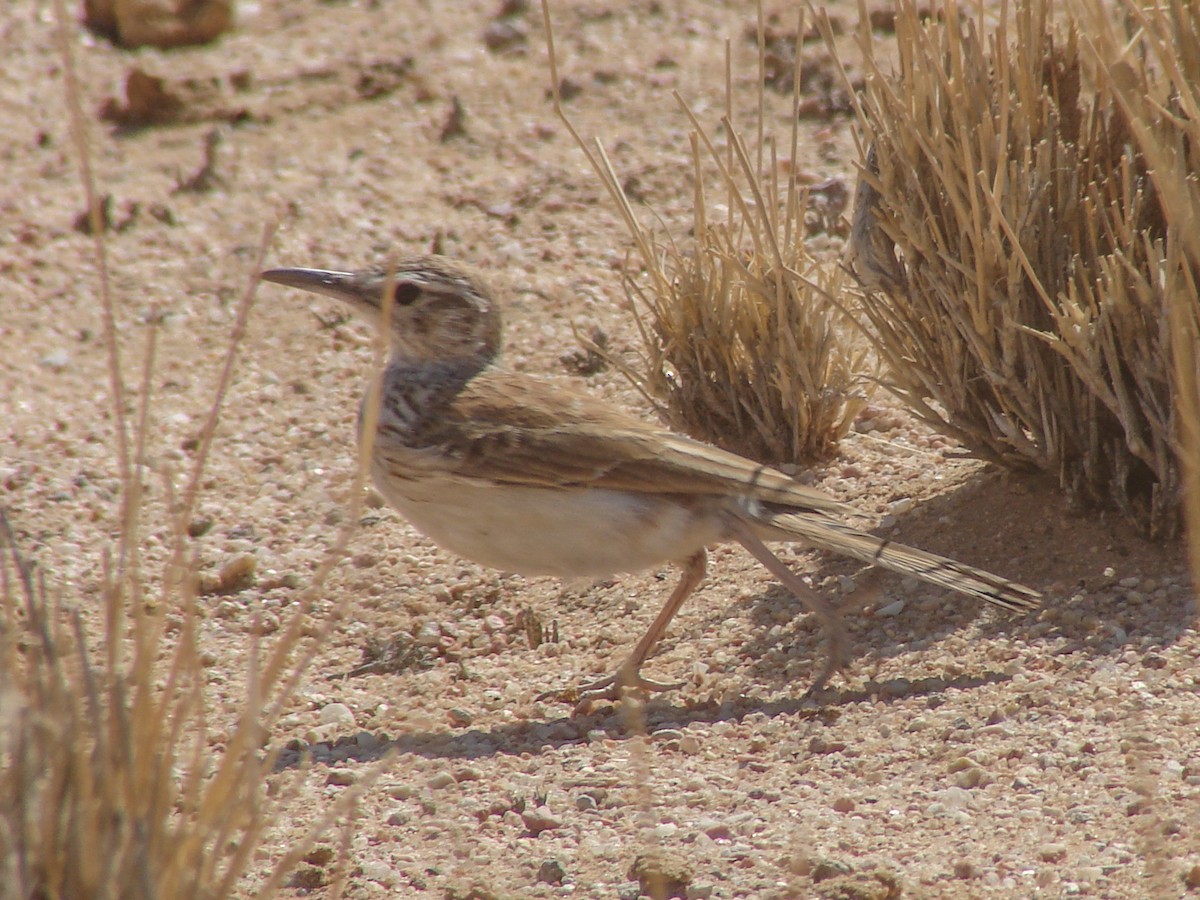 Karoo Long-billed Lark - ML637248293