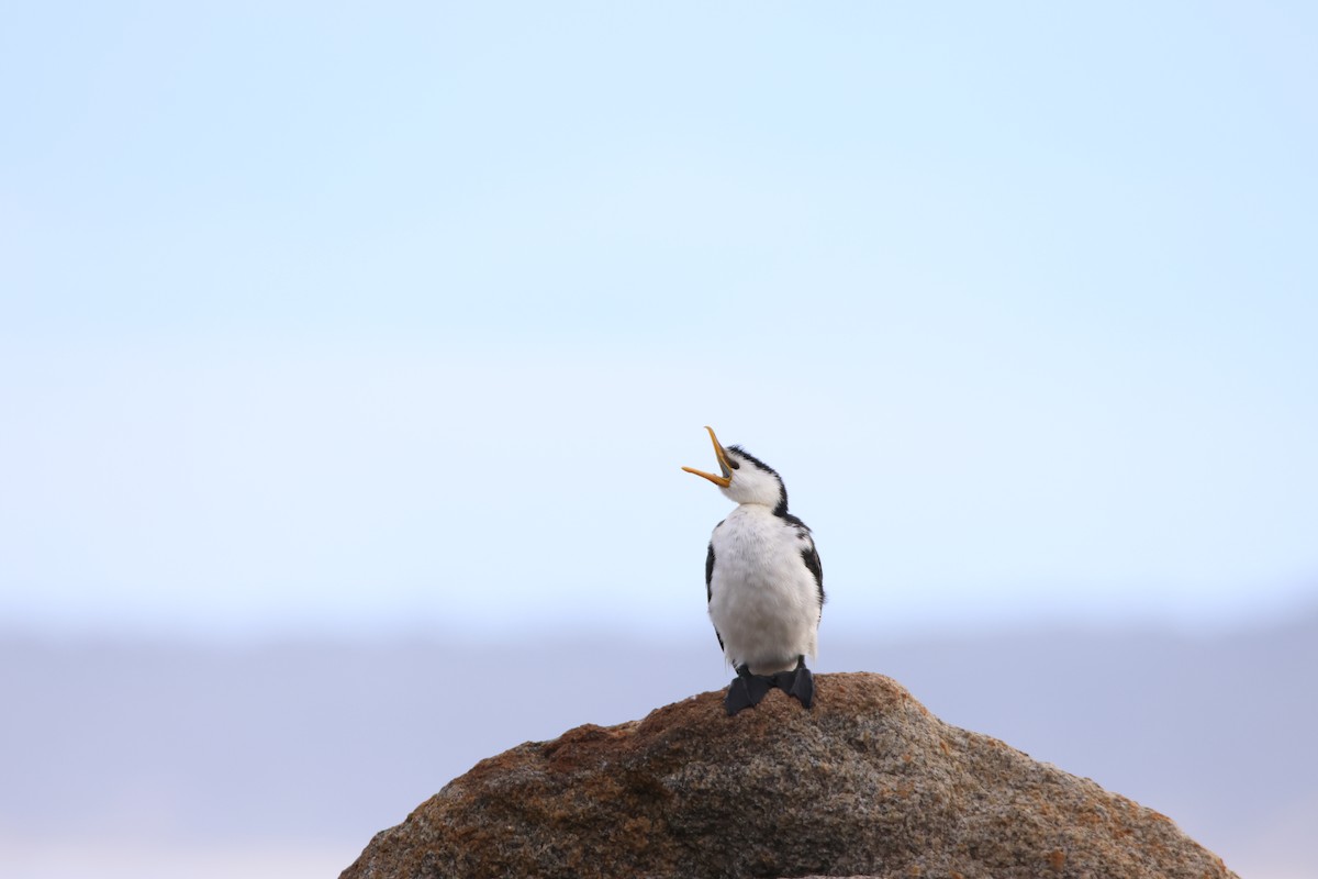 Little Pied Cormorant - ML637248360