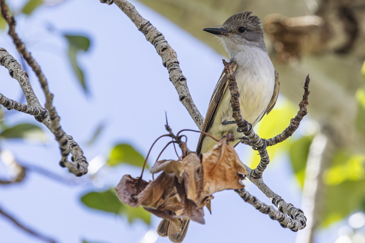 Ash-throated Flycatcher - ML637248391