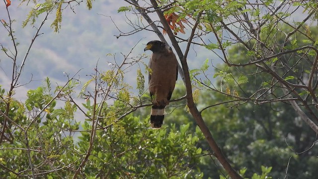 Crested Serpent-Eagle - ML637248396