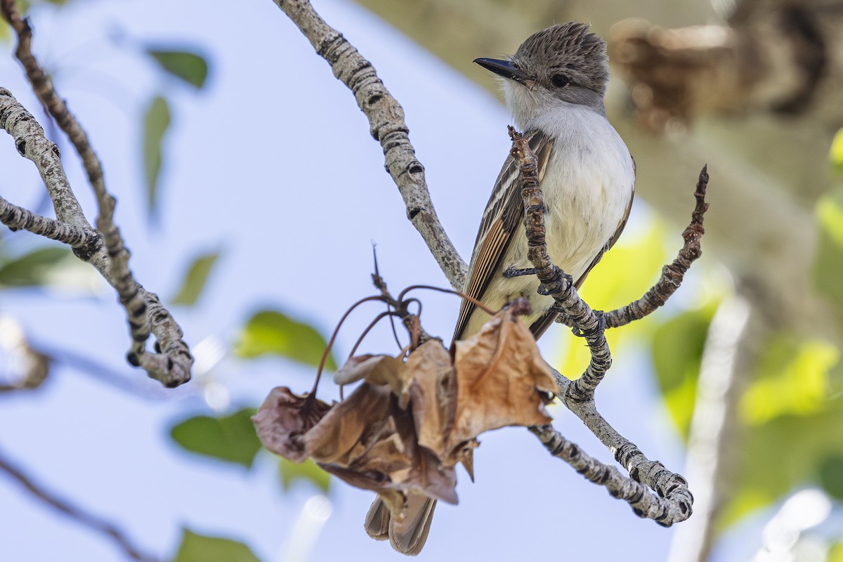 Ash-throated Flycatcher - ML637248397