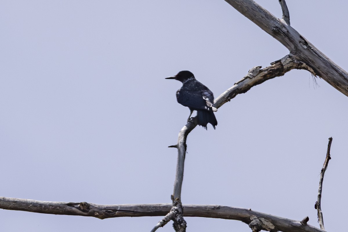 Lewis's Woodpecker - ML637248407