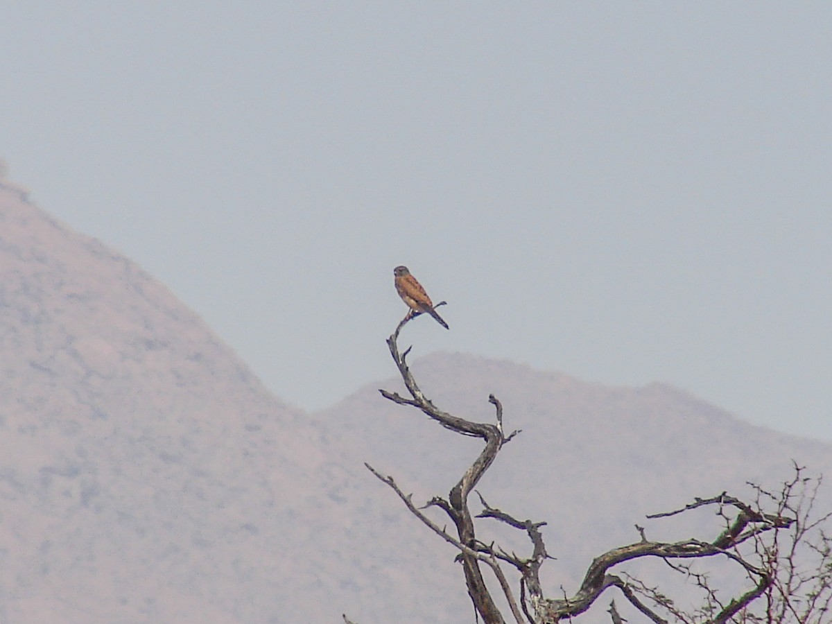 Rock Kestrel - ML637248605