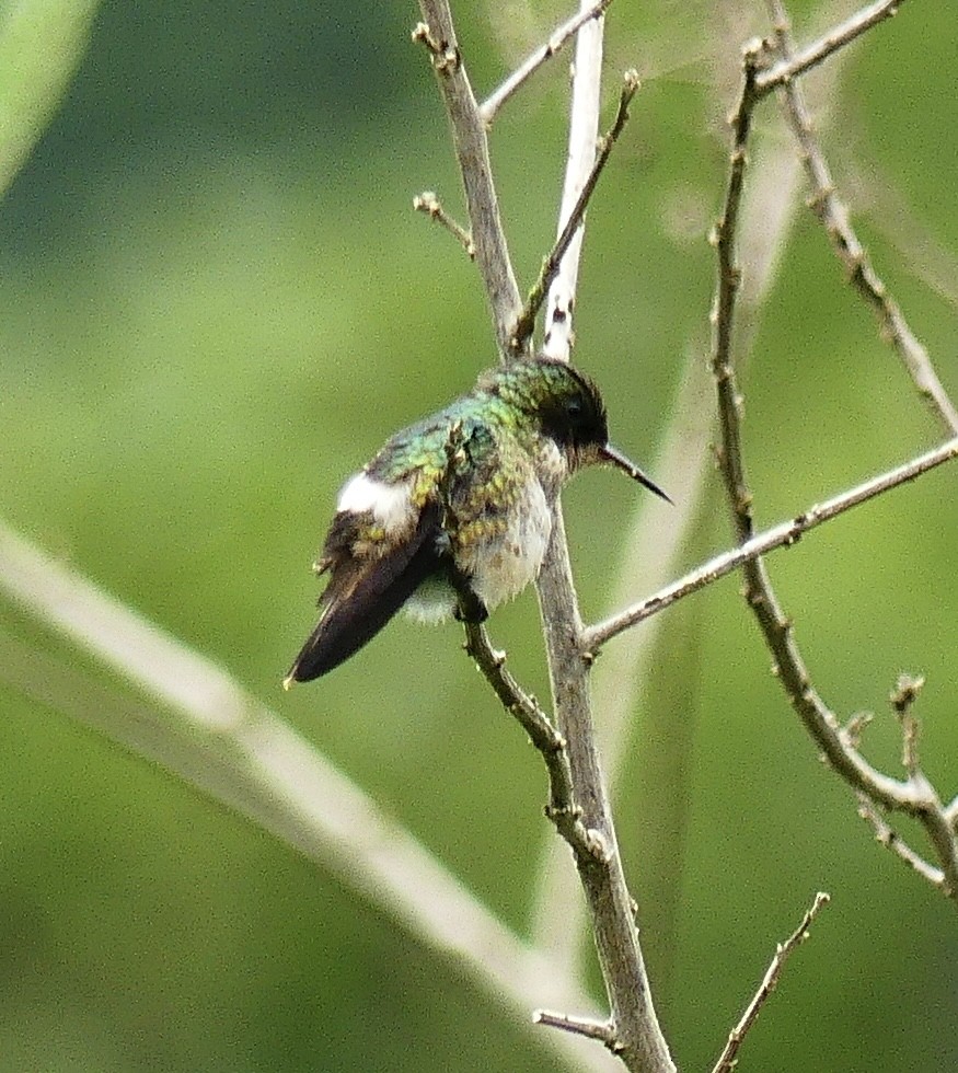 Black-crested Coquette - ML637248632