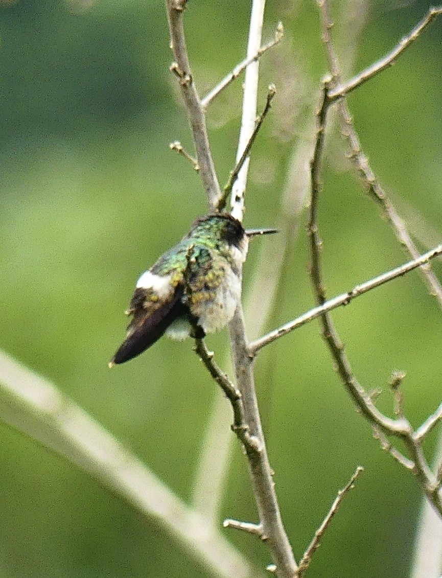 Black-crested Coquette - ML637248633