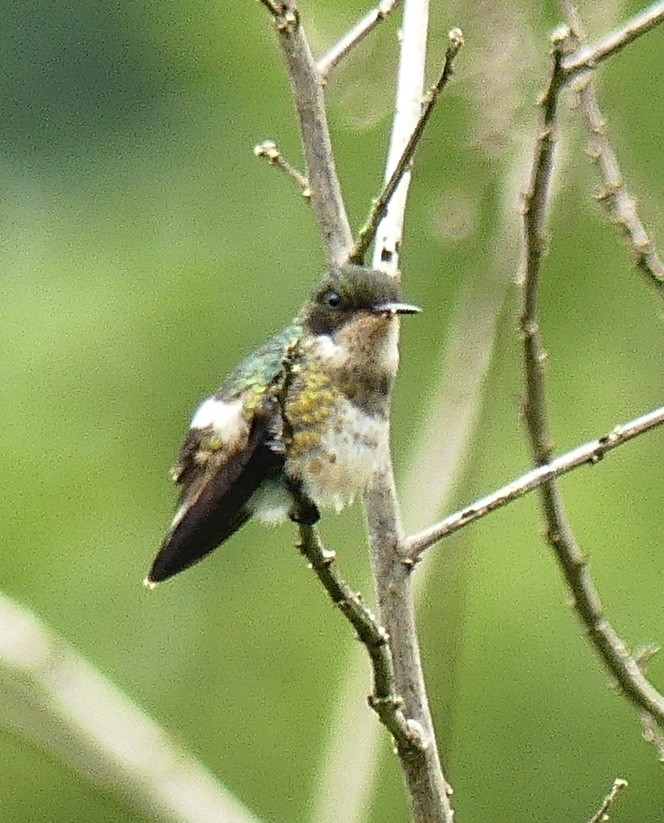 Black-crested Coquette - ML637248634