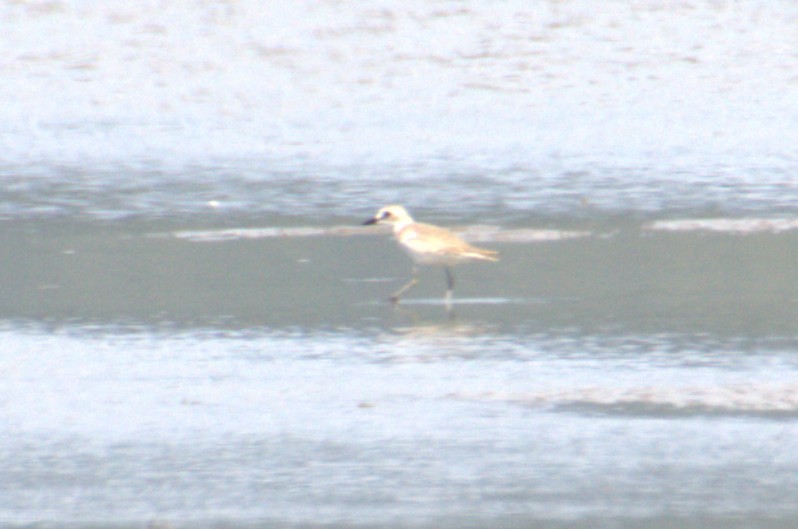 Greater Sand-Plover - ML637248637
