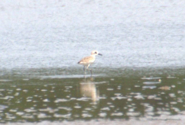 Greater Sand-Plover - ML637248638