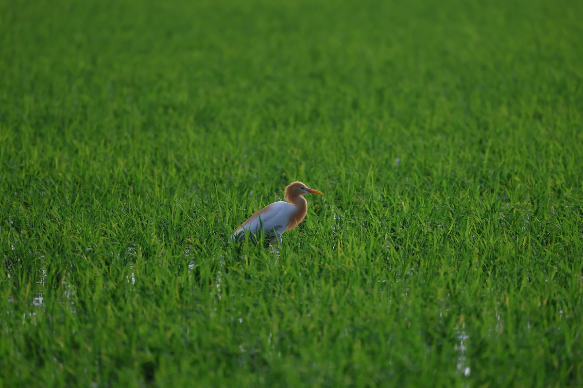 Eastern Cattle-Egret - ML637248640