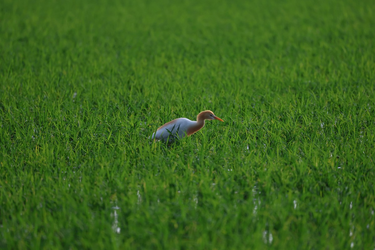 Eastern Cattle-Egret - ML637248641