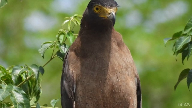 Crested Serpent-Eagle - ML637248673